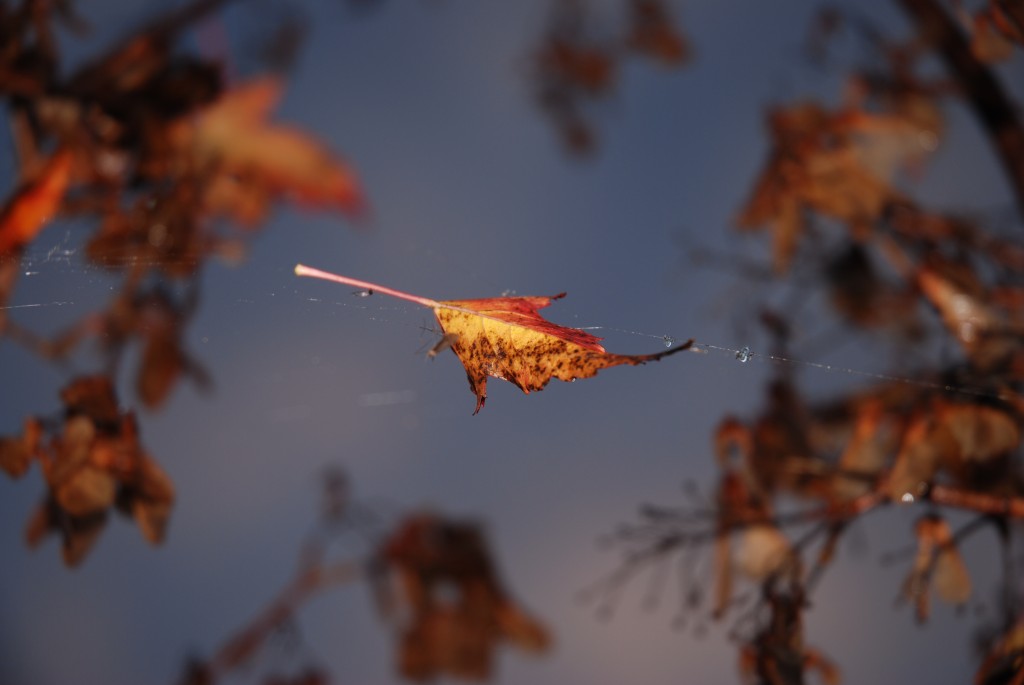 leafy